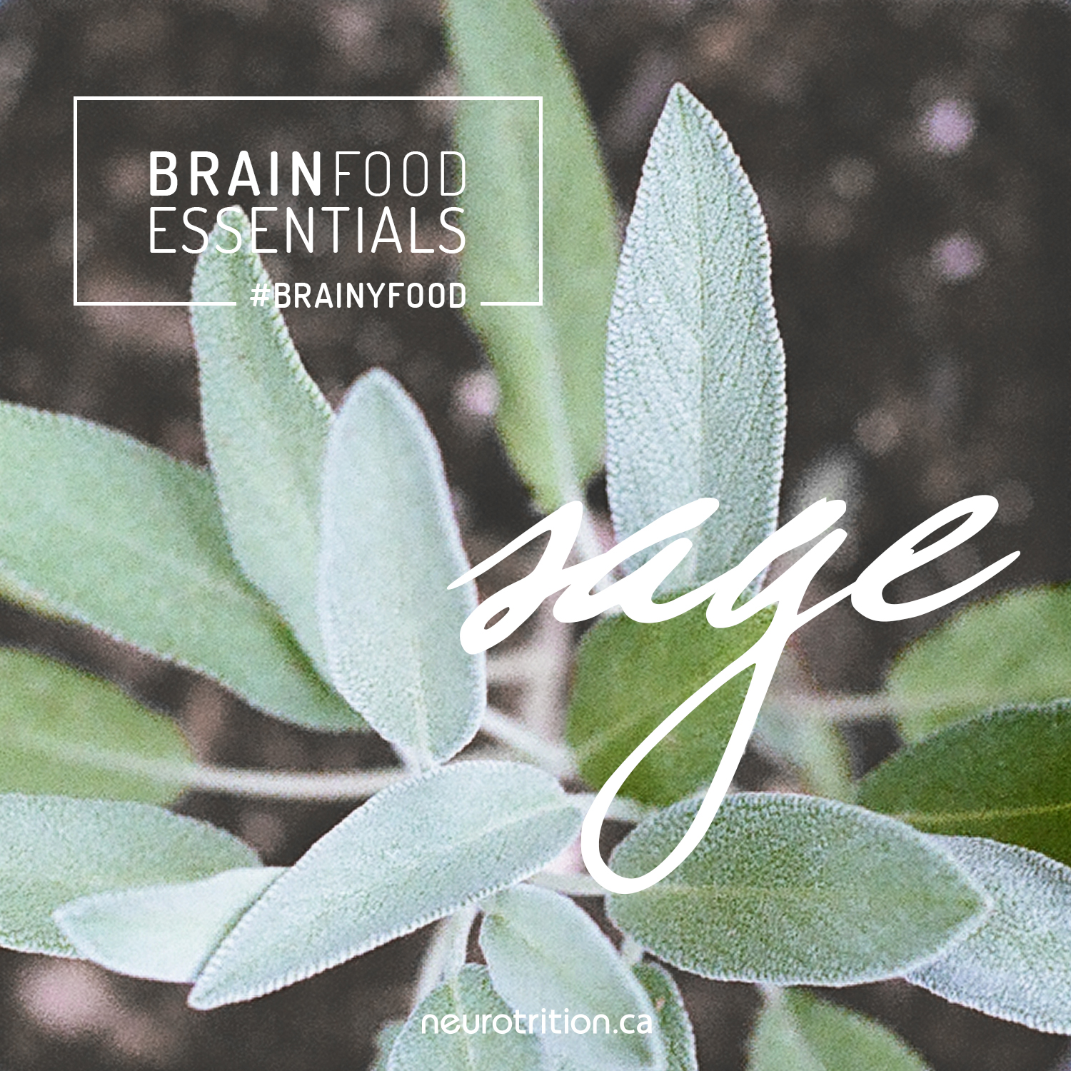 Brain Food Essentials: Sage Brain Food Essentials: Sage