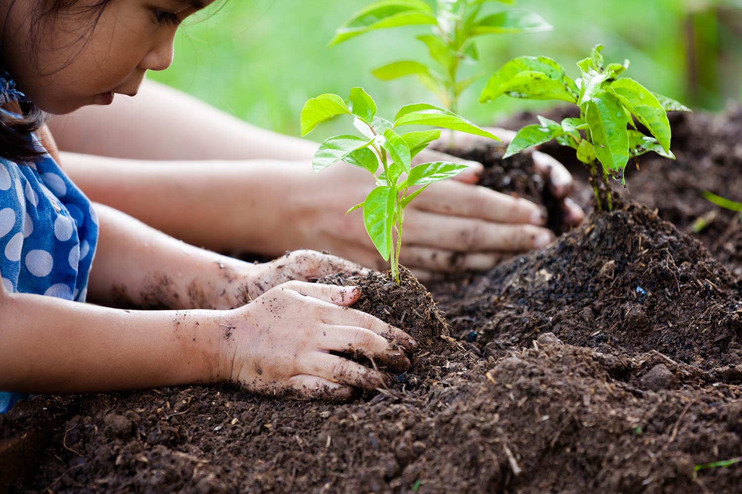 Joining the Gut-Brain Conversation :: Your Immune System Young Girl Planting Seedling in Dirt