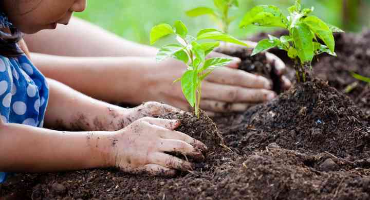 Joining the Gut-Brain Conversation :: Your Immune System Young Girl Planting Seedling in Dirt